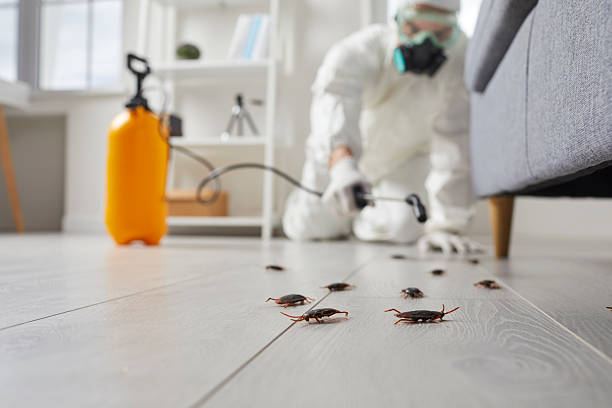 Post-Treatment Bed Bug Interceptor Monitoring in Donald